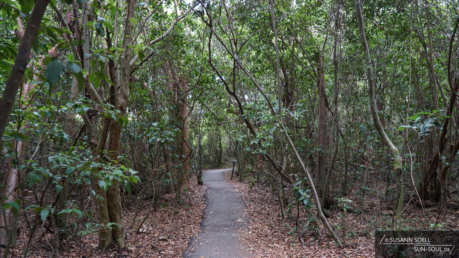 Ein schmaler, asphaltierter Weg führt durch die tropischen Gumbolimbo-Bäume.
